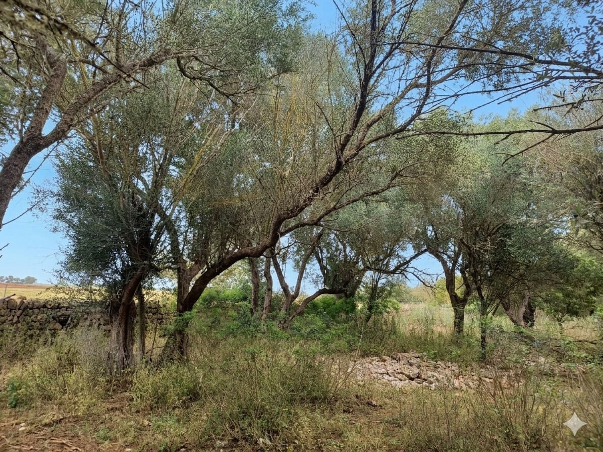 Mark till salu i Felanitx - 549 000 € (Ref: 9789817)