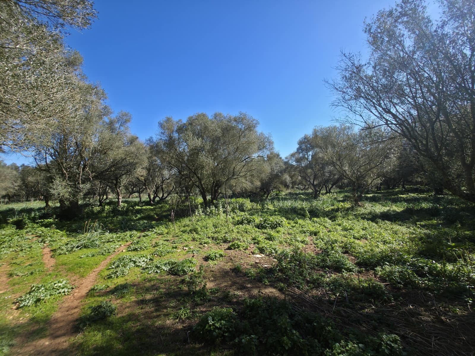 Mark till salu i Felanitx - 549 000 € (Ref: 9789817)