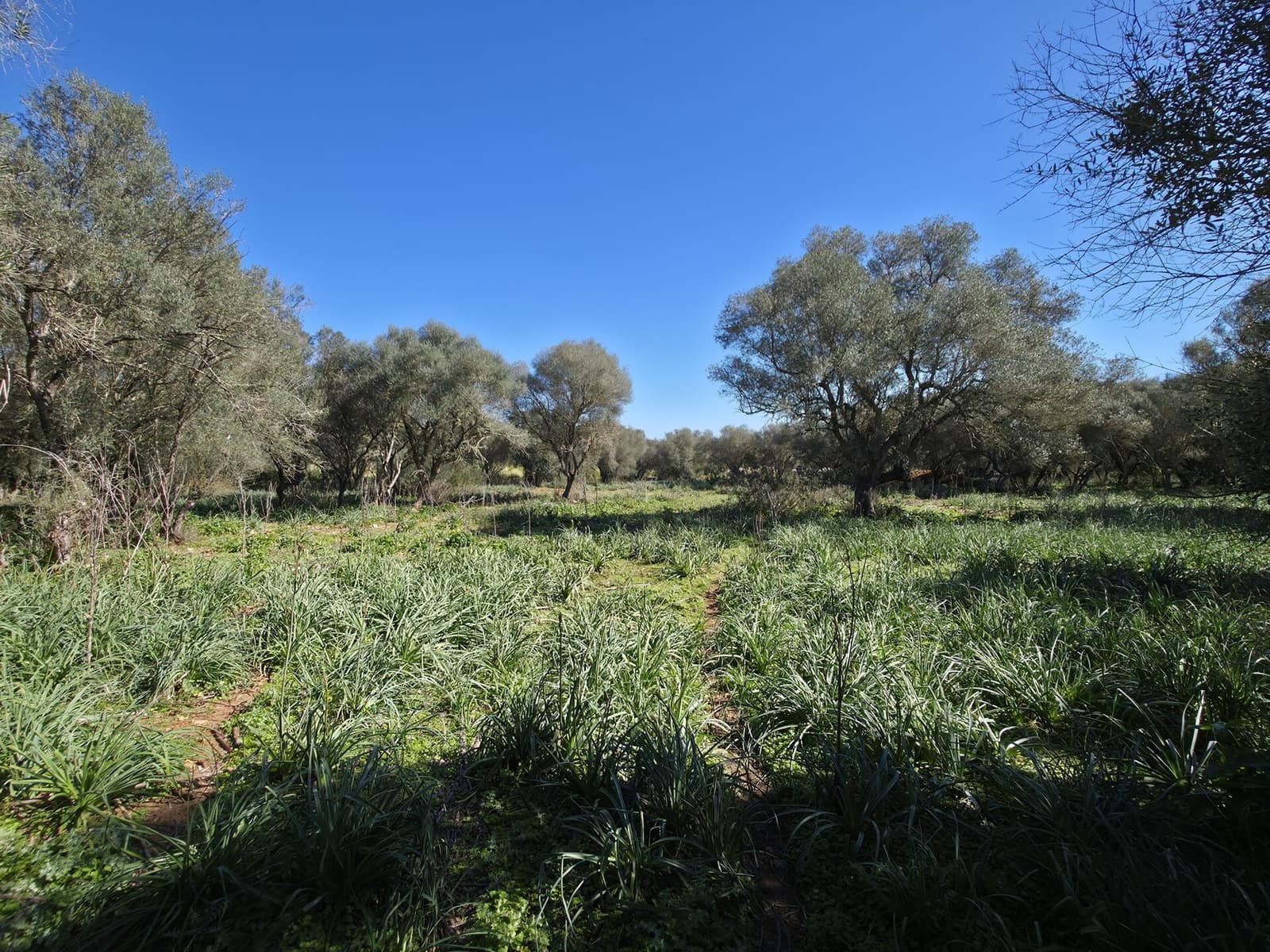 Mark till salu i Felanitx - 549 000 € (Ref: 9789817)