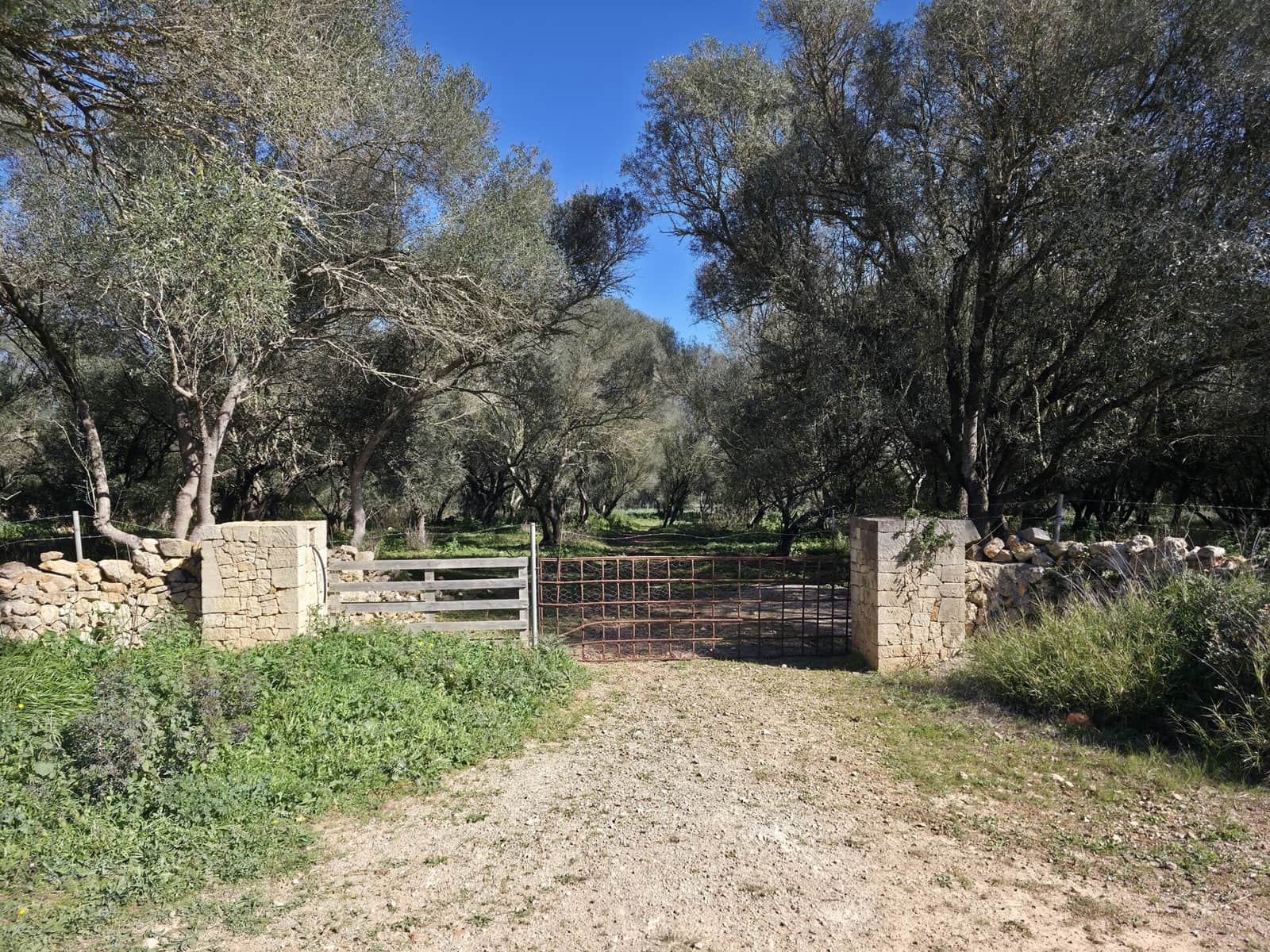 Mark till salu i Felanitx - 549 000 € (Ref: 9789817)