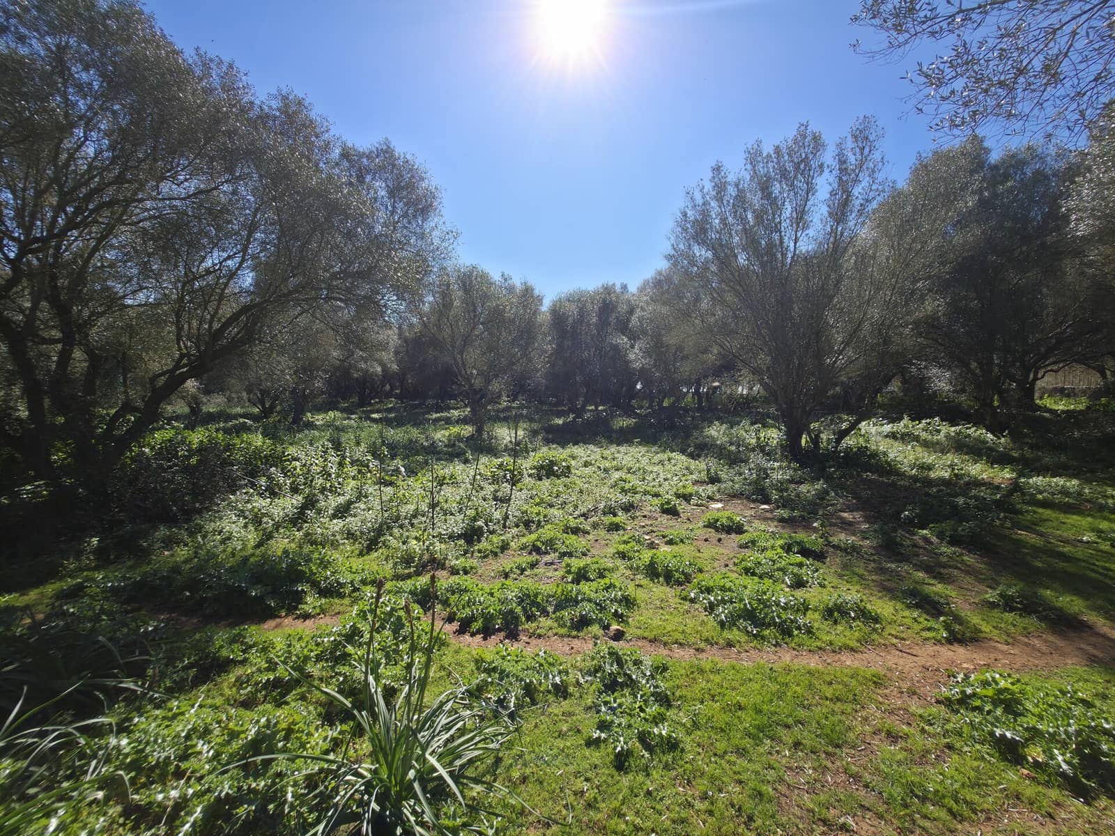 Mark till salu i Felanitx - 549 000 € (Ref: 9789817)