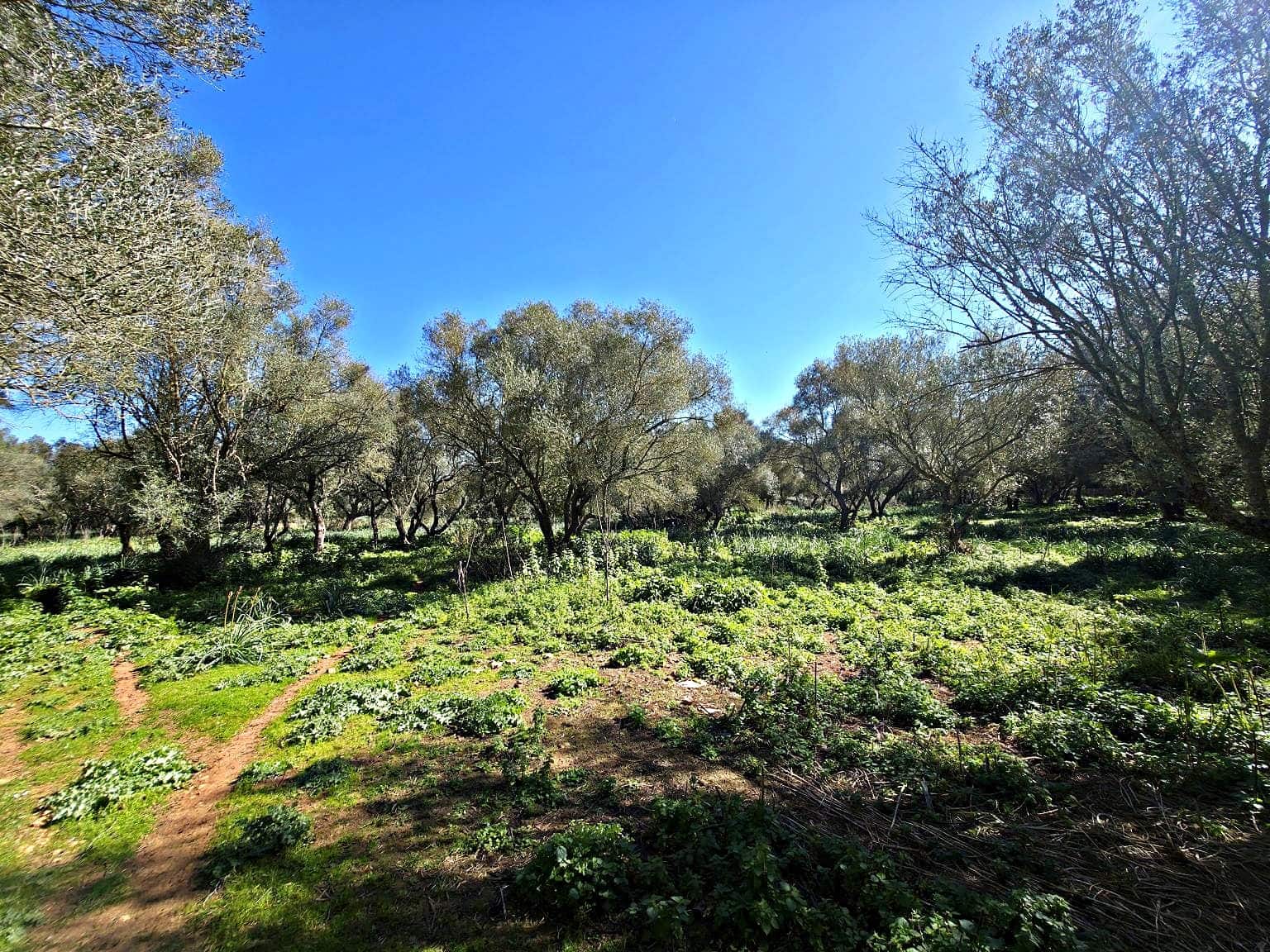 Building Plot for sale in Felanitx - € 480,000 (Ref: 9789817)