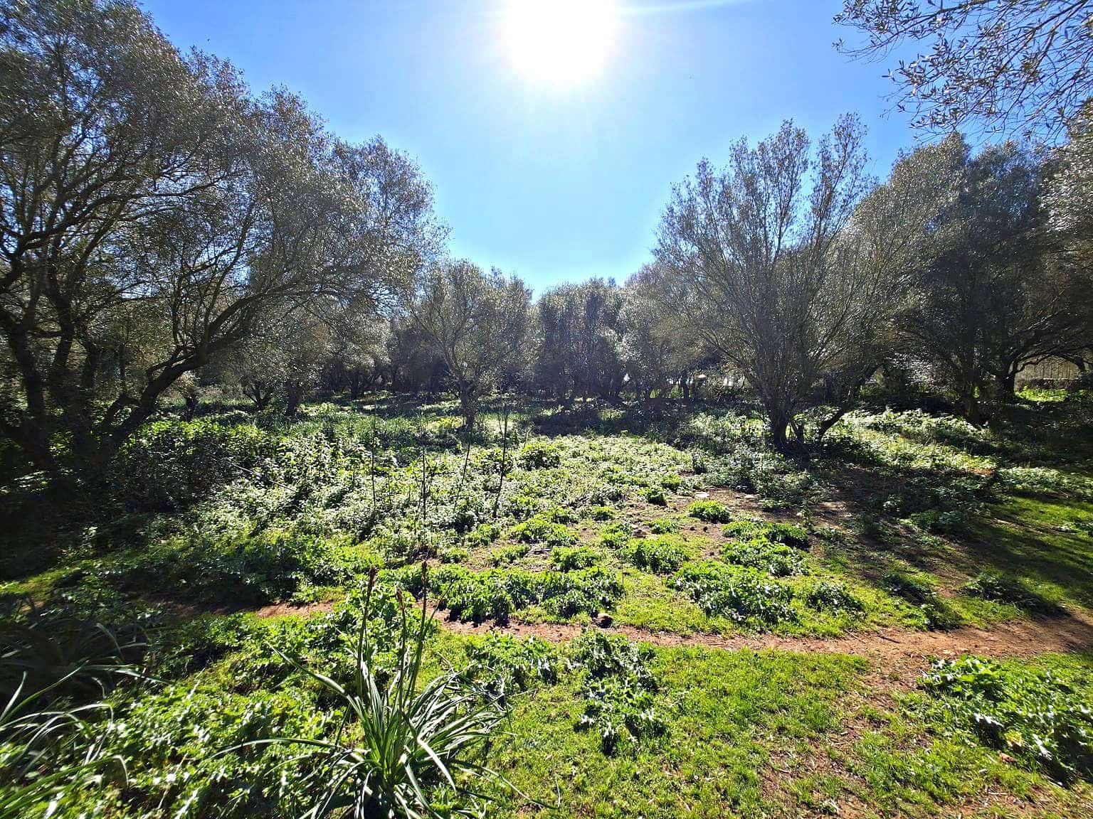 Building Plot for sale in Felanitx - € 480,000 (Ref: 9789817)
