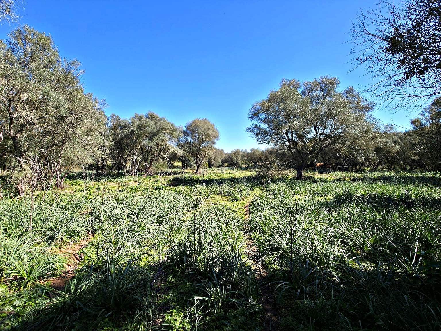 Building Plot for sale in Felanitx - € 480,000 (Ref: 9789817)