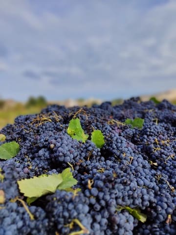 Undeveloped Land for sale in L'Algueña / Alguenya - € 65,000 (Ref: 7204845)