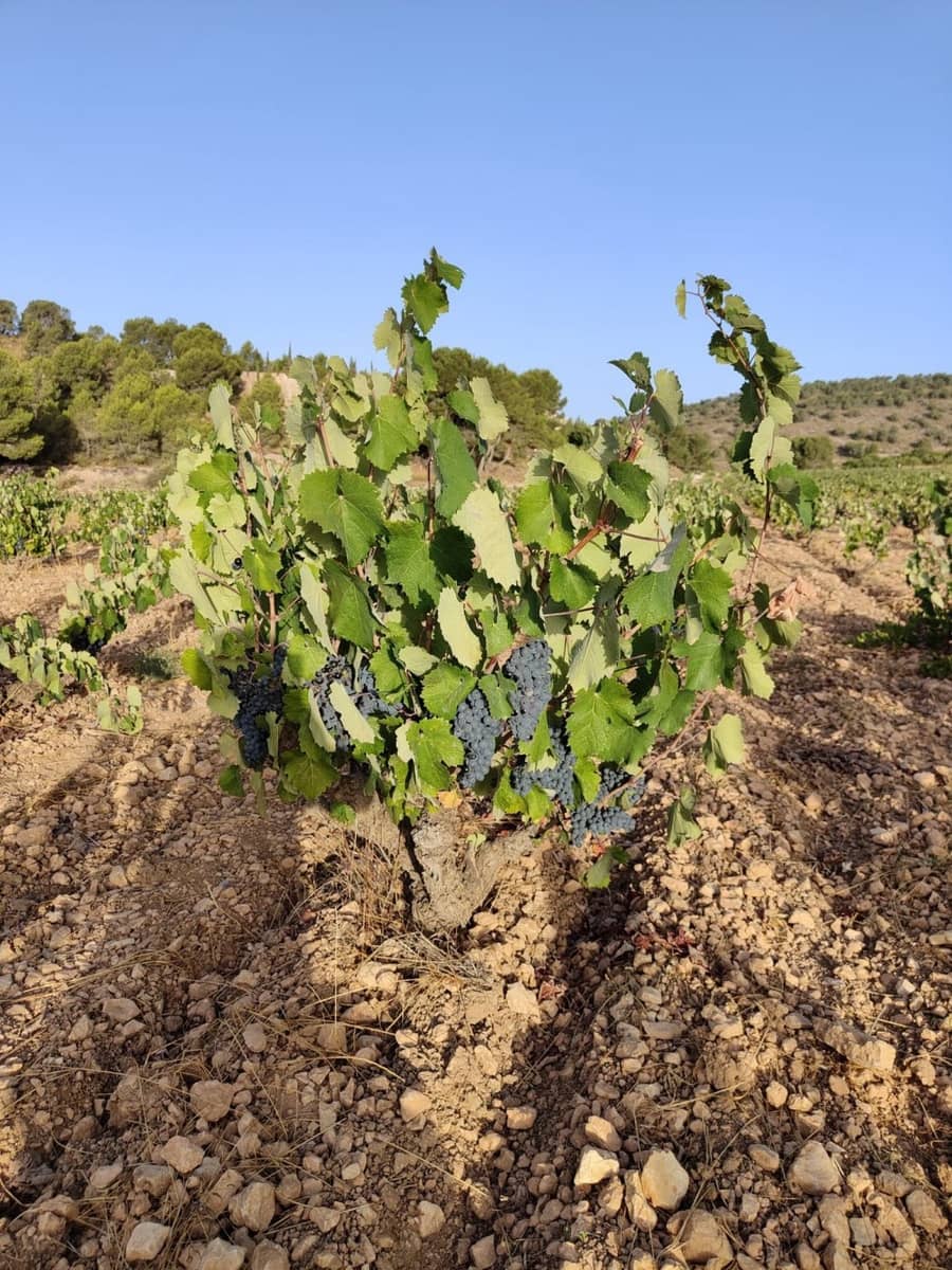 Ubebygd land til salgs i L'Alguena / Alguenya - € 65 000 (Ref: 7204845)