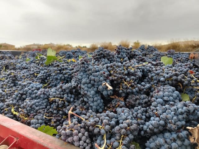 Undeveloped Land for sale in L'Algueña / Alguenya - € 65,000 (Ref: 7204845)