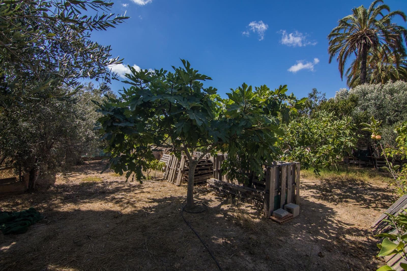 7 soveværelse Villa til salg i Elche / Elx med swimmingpool - € 595.000 (Ref: 9269840)