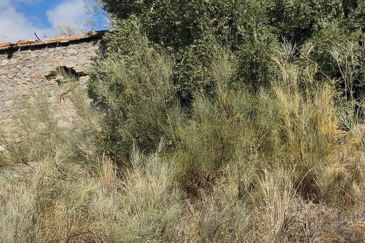 Ubebygd land til salgs i Torvizcon - € 80 000 (Ref: 9441384)