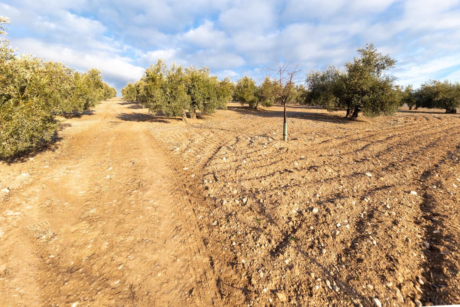 4 Zimmer Finca/Landgut zu verkaufen in Pinar mit Garage - 299.000 € (Ref: 9916611)