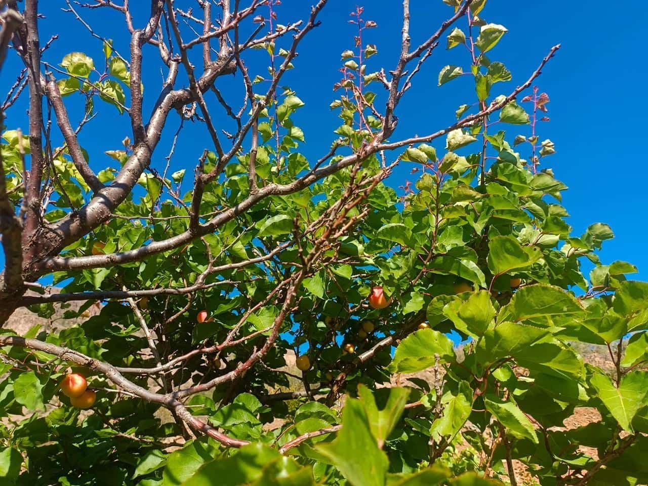 2 soveværelse Finca/Landehus til salg i San Bartolome de Tirajana - € 335.000 (Ref: 8401553)