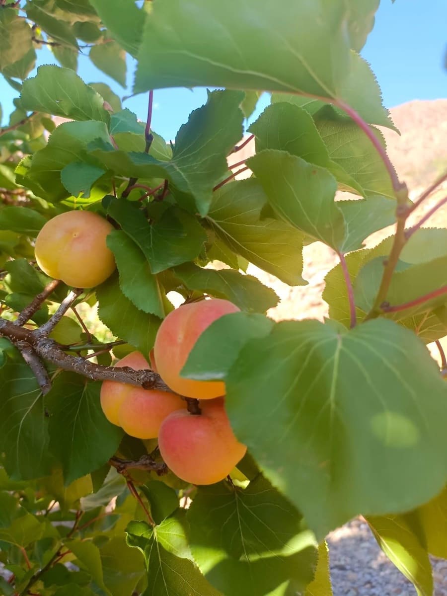 2 soveværelse Finca/Landehus til salg i San Bartolome de Tirajana - € 335.000 (Ref: 8401553)