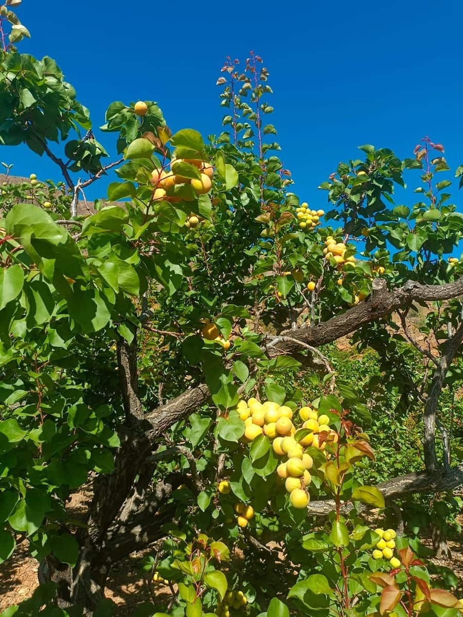 2 soveværelse Finca/Landehus til salg i San Bartolome de Tirajana - € 335.000 (Ref: 8401553)