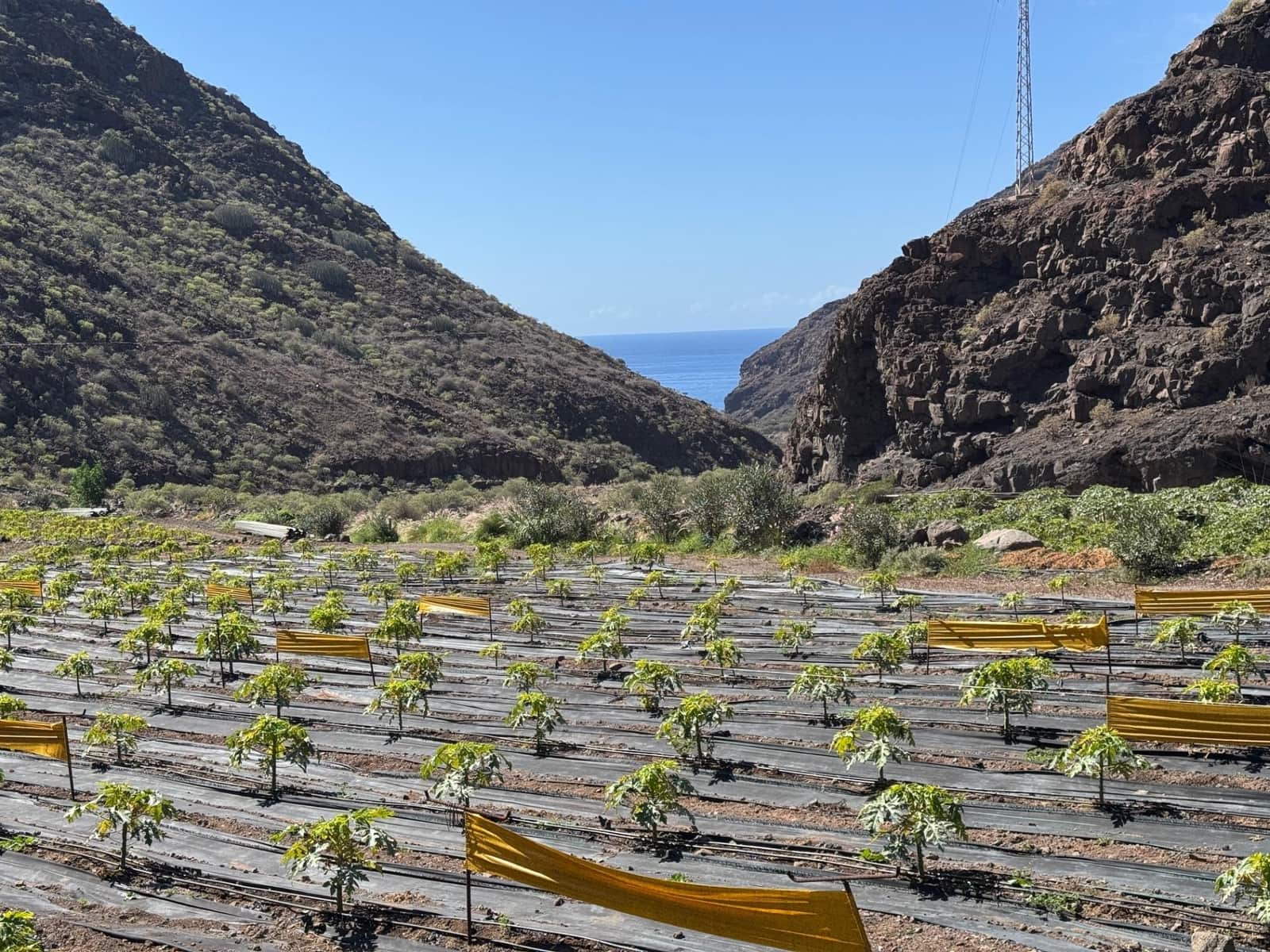 4 soverom Finca/Herregård til salgs i La Aldea de San Nicolas - € 1 200 000 (Ref: 8806161)