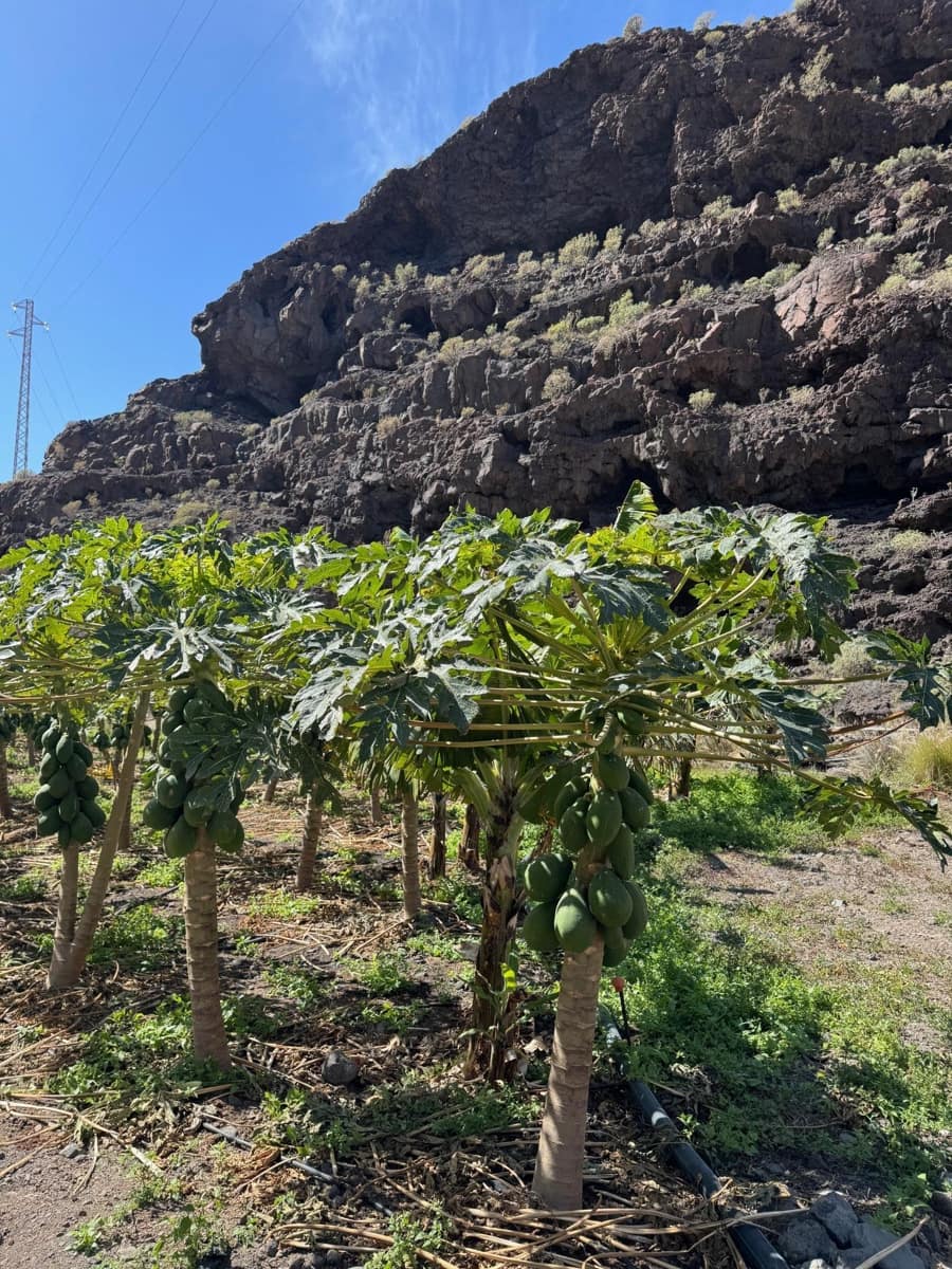 4 soverom Finca/Herregård til salgs i La Aldea de San Nicolas - € 1 200 000 (Ref: 8806161)