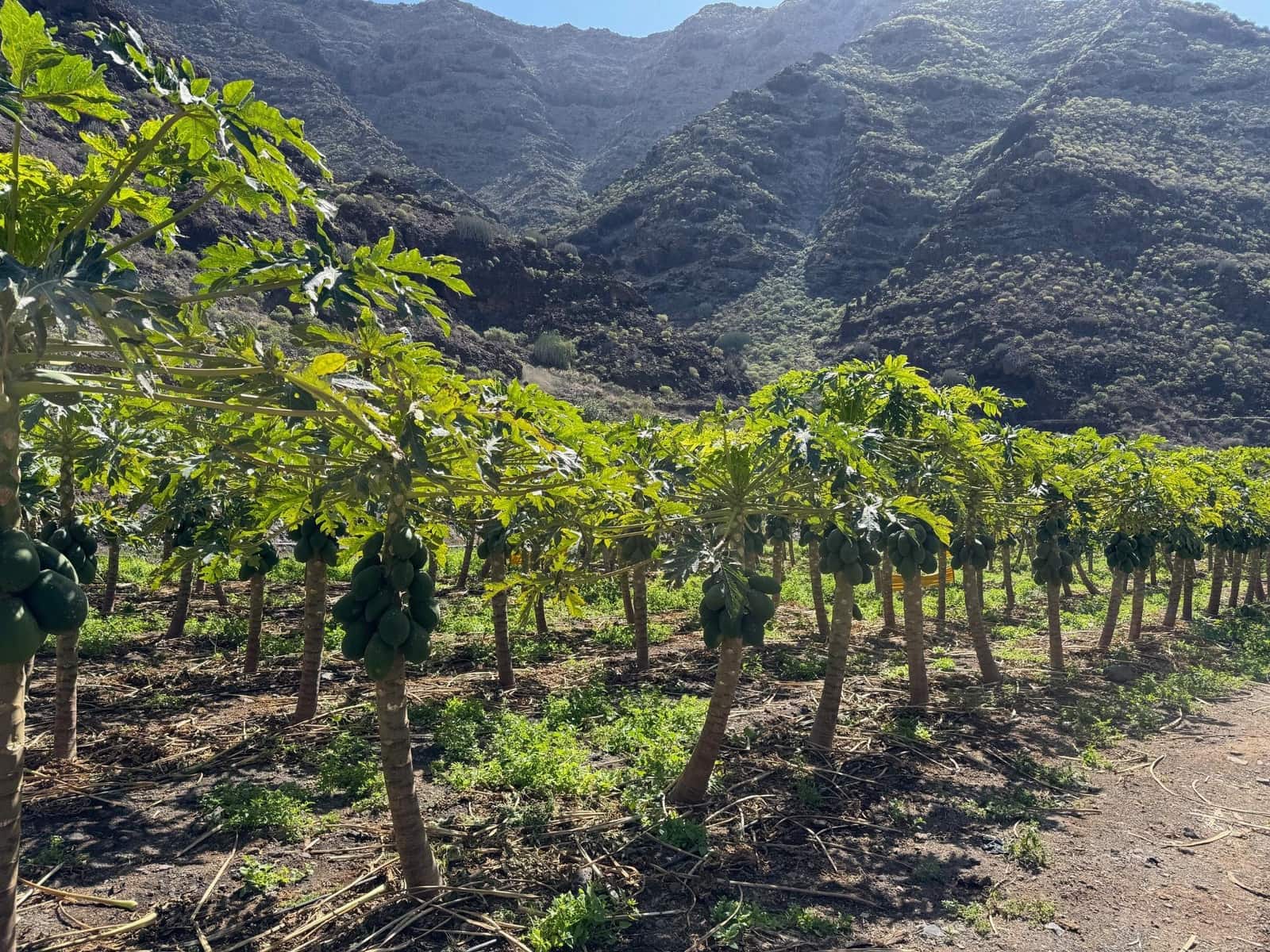 4 soverom Finca/Herregård til salgs i La Aldea de San Nicolas - € 1 200 000 (Ref: 8806161)