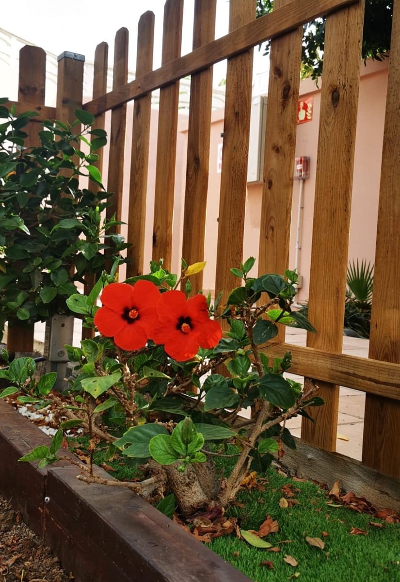 1 slaapkamer Bungalow te koop in San Bartolome de Tirajana met zwembad - € 255.000 (Ref: 8939410)