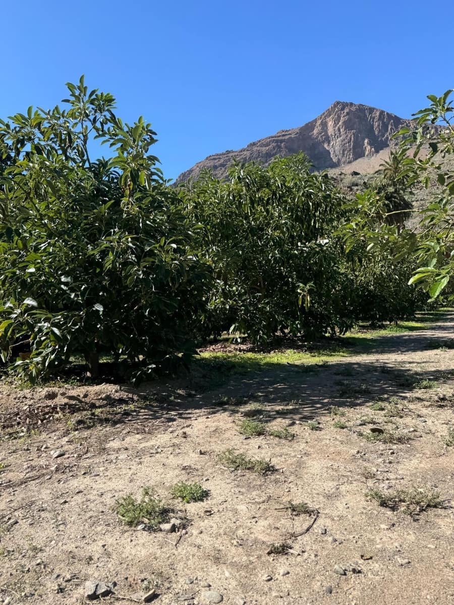 5 bedroom Finca/Country House for sale in San Bartolome de Tirajana - € 537,000 (Ref: 9446335)