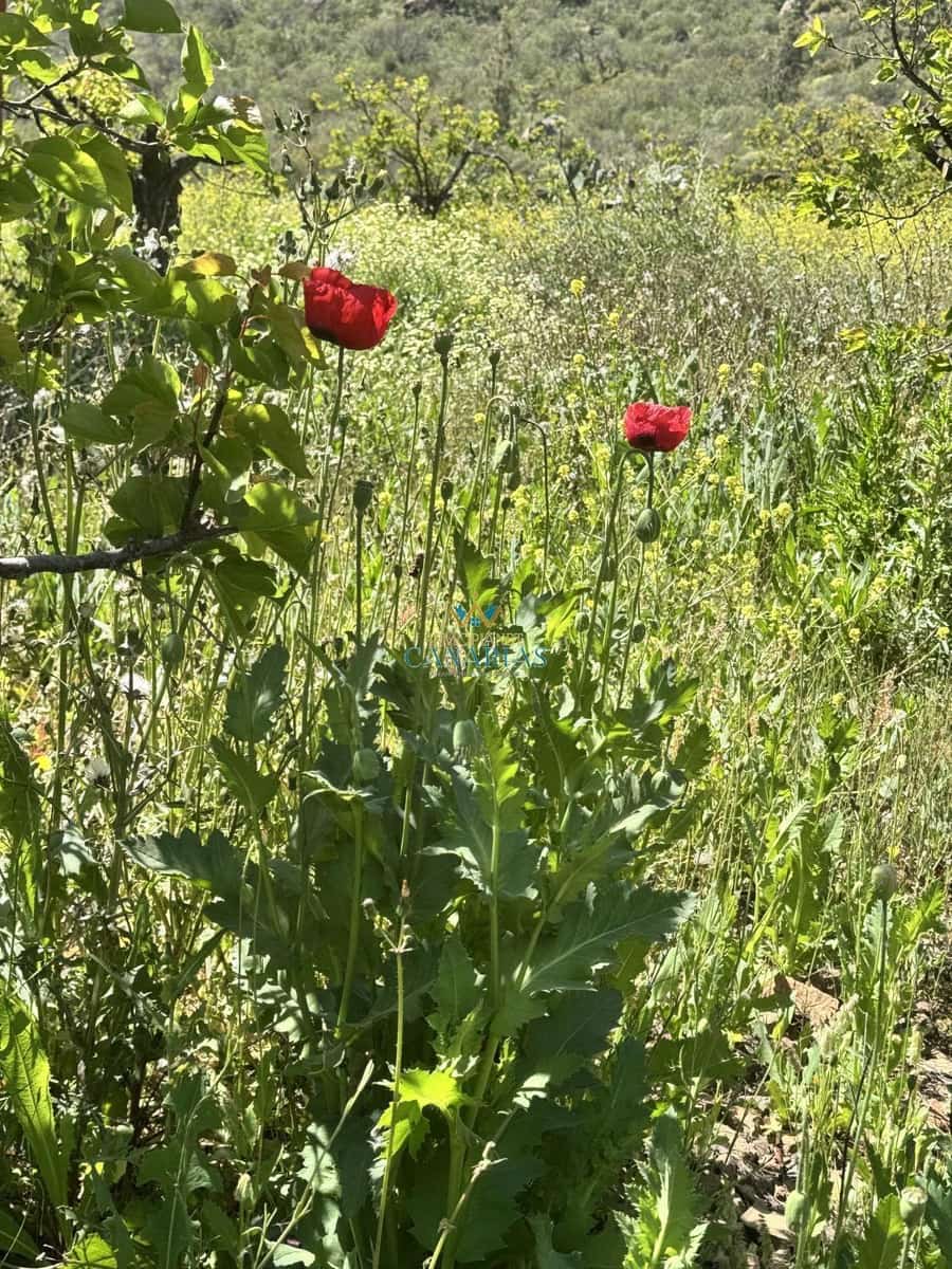 2 bedroom Townhouse for sale in San Bartolome de Tirajana - € 335,000 (Ref: 9547581)