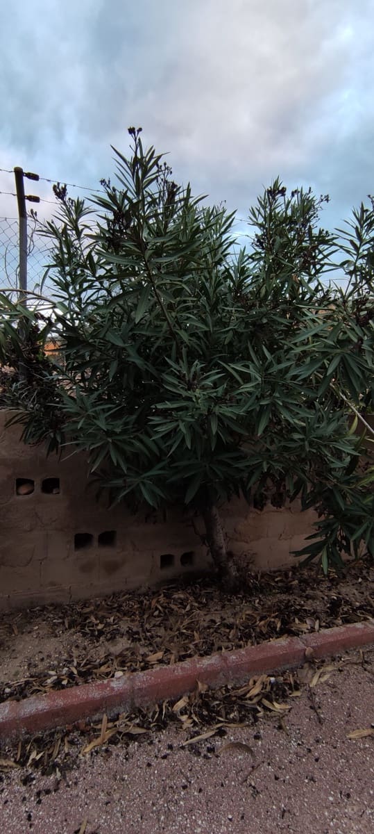 5 quarto Quinta/Casa Rural para venda em Sax com piscina - 368 000 € (Ref: 6598527)