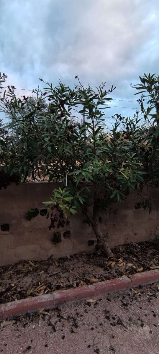 5 quarto Quinta/Casa Rural para venda em Sax com piscina - 368 000 € (Ref: 6598527)