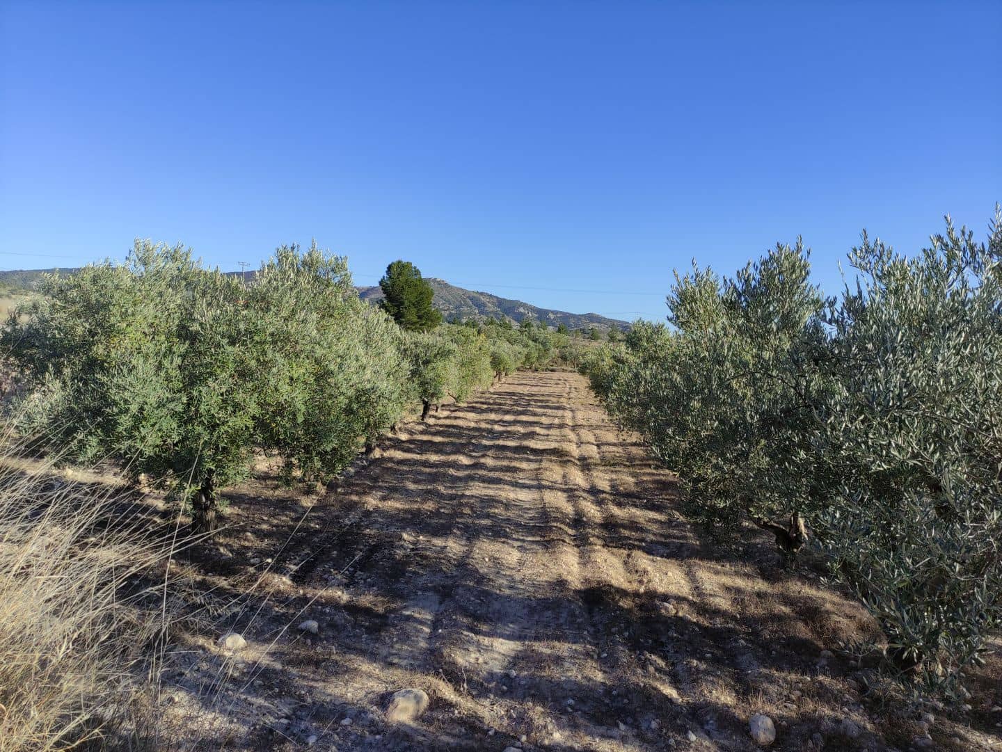 4 chambre Finca/Maison de Campagne à vendre à Sax avec piscine - 369 995 € (Ref: 7464754)