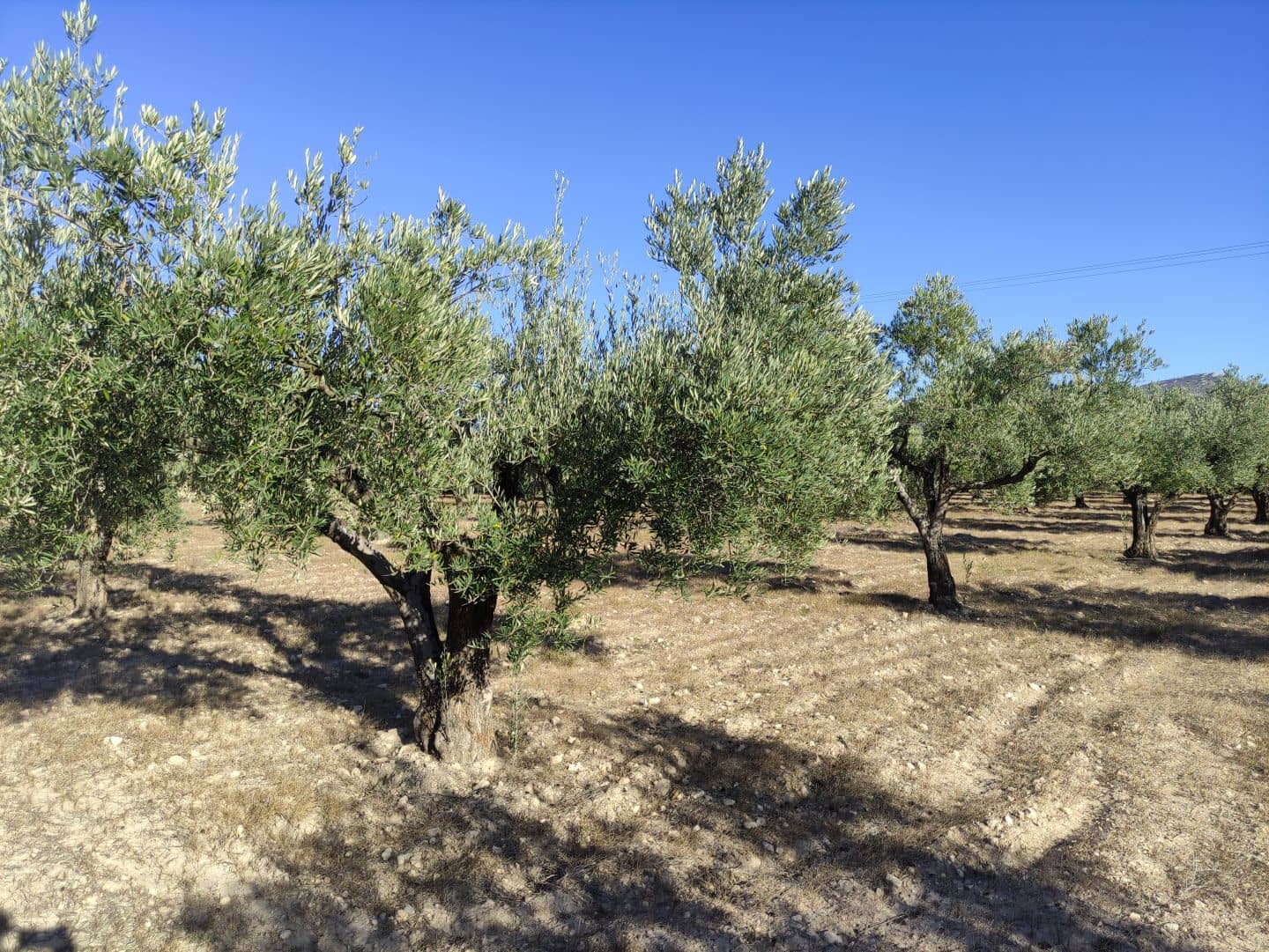 4 chambre Finca/Maison de Campagne à vendre à Sax avec piscine - 369 995 € (Ref: 7464754)