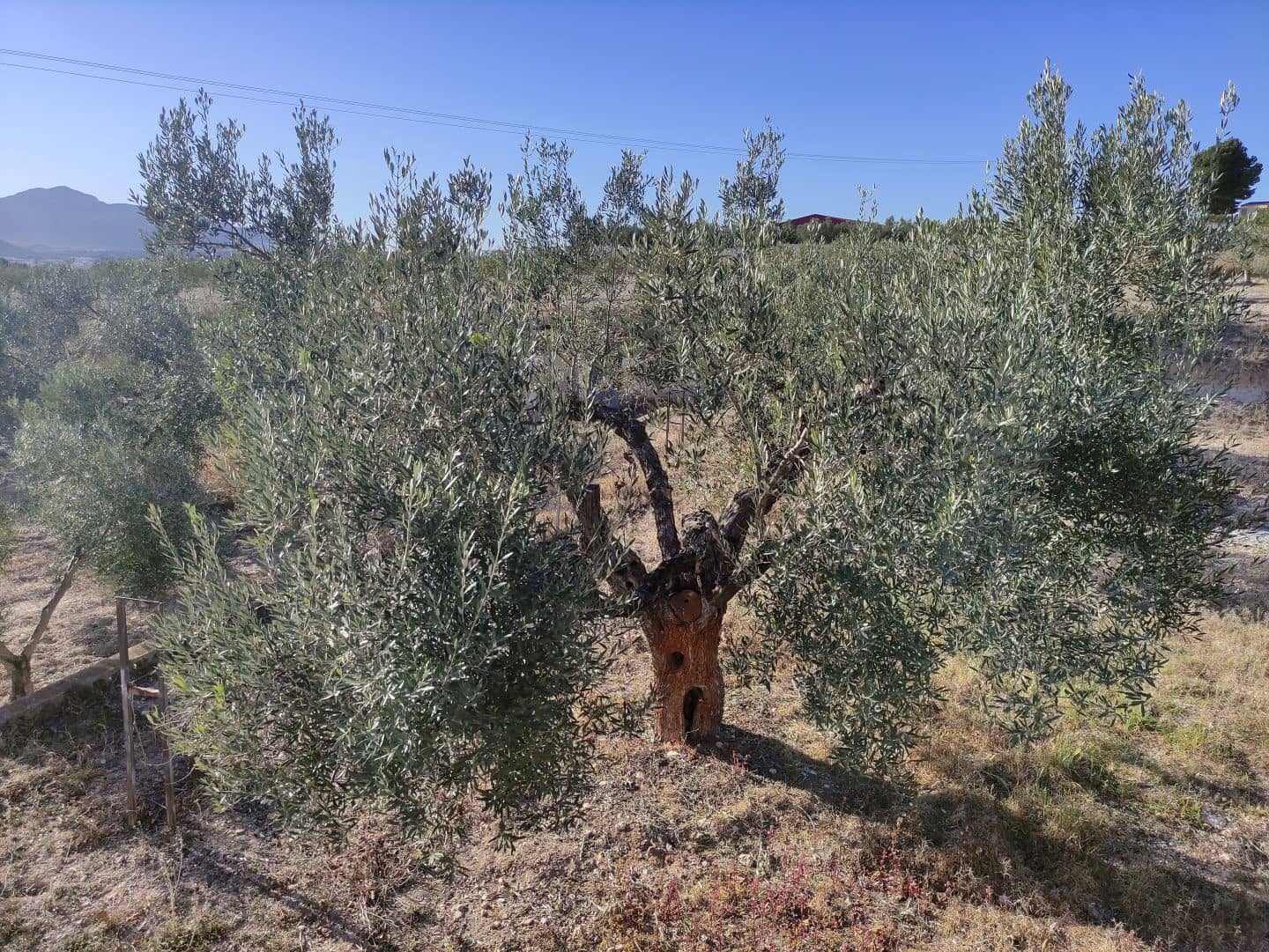 4 chambre Finca/Maison de Campagne à vendre à Sax avec piscine - 369 995 € (Ref: 7464754)