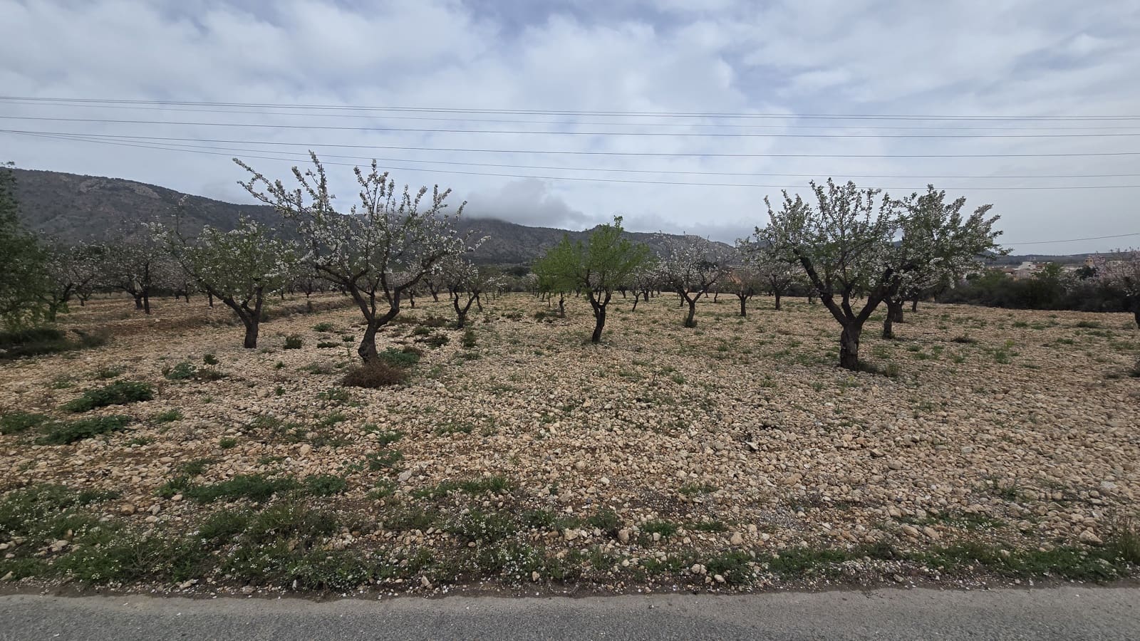 Undeveloped Land for sale in Salinas - € 86,000 (Ref: 8885417)