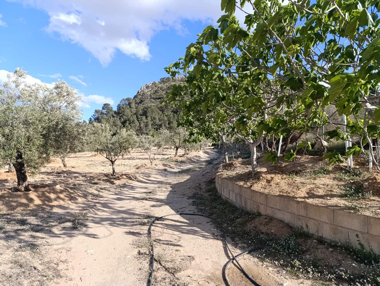 1 slaapkamer Finca/Landhuis te koop in Sax - € 63.000 (Ref: 8960368)