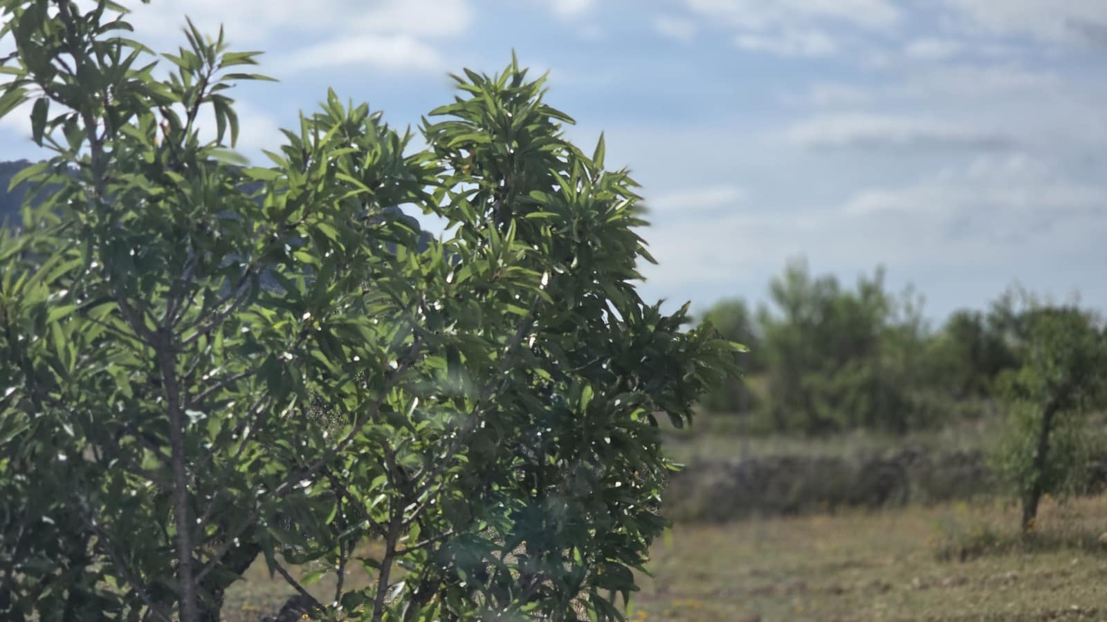 5 soveværelse Finca/Landehus til salg i Salinas med garage - € 189.000 (Ref: 9000177)