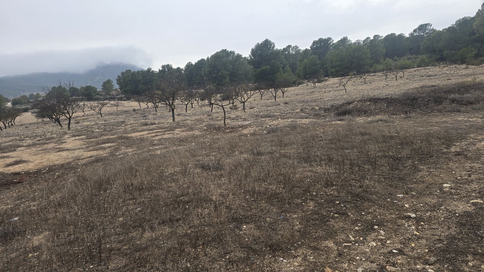 8 bedroom Finca/Country House for sale in Salinas with garage - € 279,000 (Ref: 9488513)