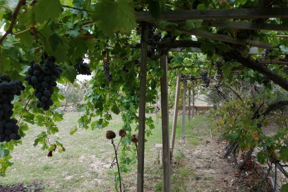 2 bedroom Finca/Country House for sale in Sax with pool garage - € 155,000 (Ref: 9819140)