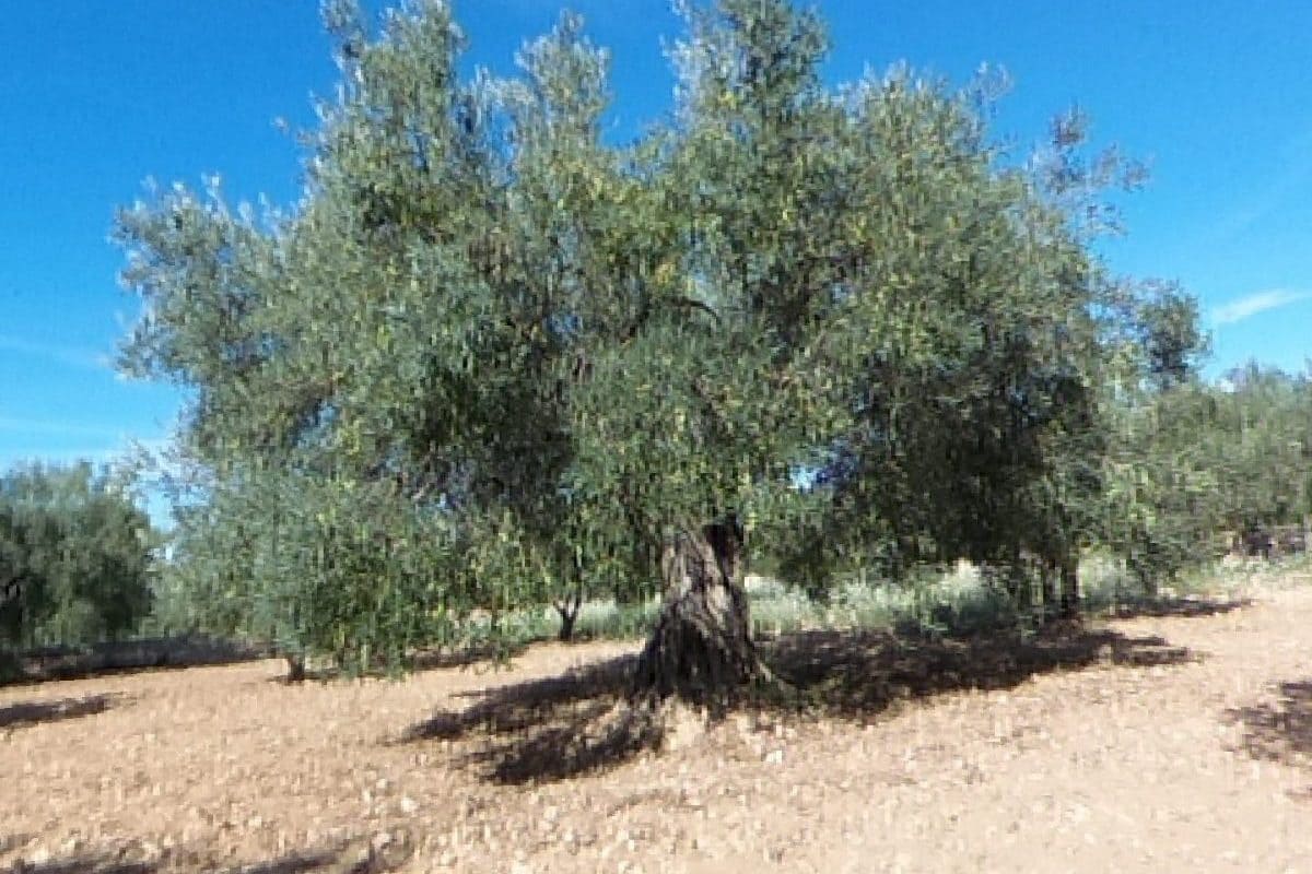 2 bedroom Finca/Country House for sale in Sax with pool garage - € 155,000 (Ref: 9819140)