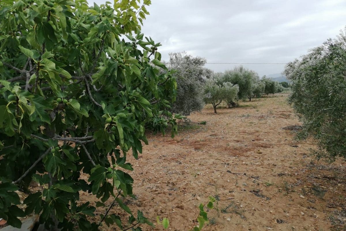 2 bedroom Finca/Country House for sale in Sax with pool garage - € 155,000 (Ref: 9819140)