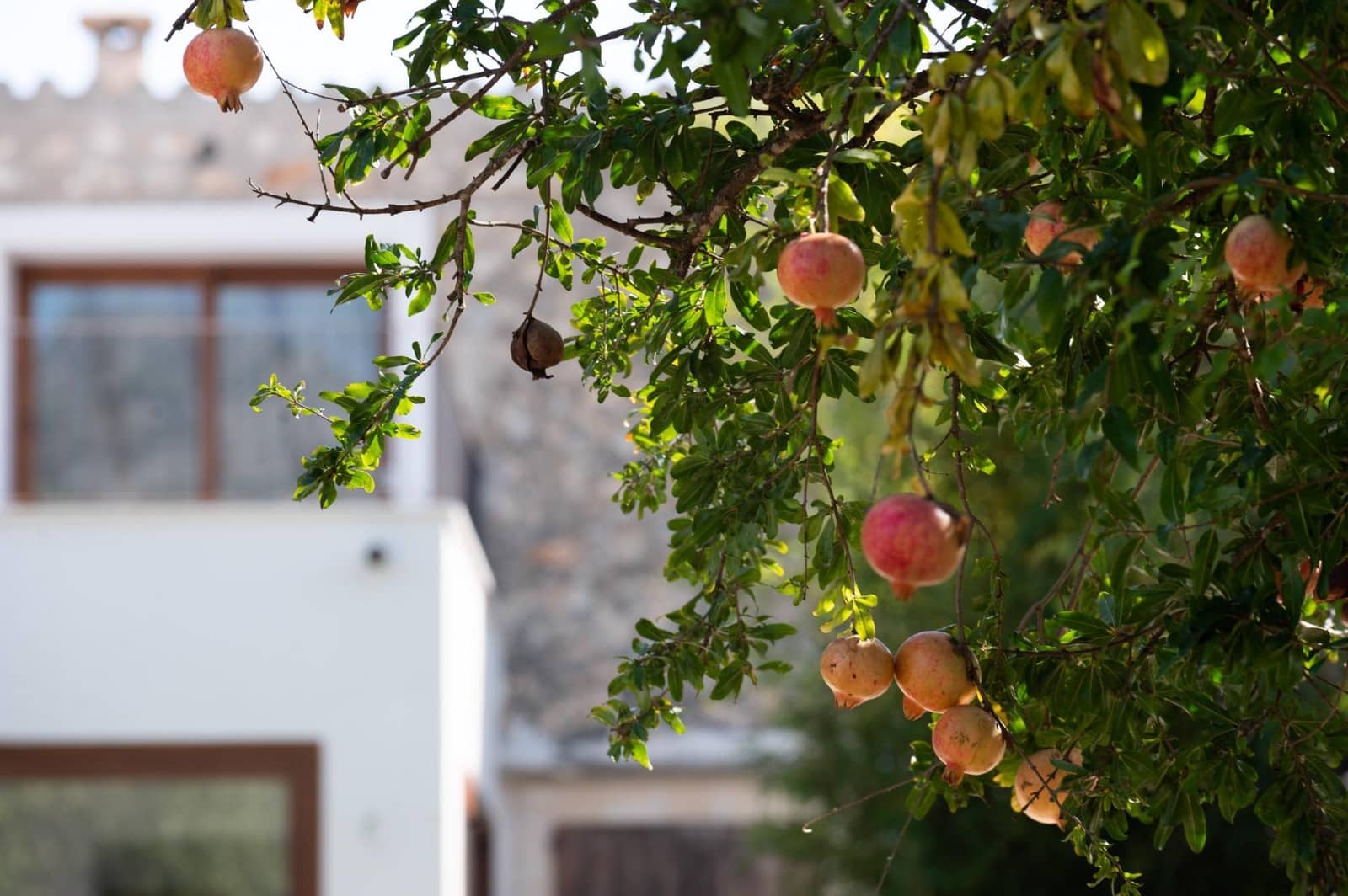 4 soveværelse Finca/Landehus til salg i Campanet med swimmingpool - € 1.090.000 (Ref: 8595432)