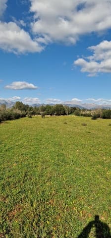 Mark till salu i Llubí - 215 000 € (Ref: 8825181)