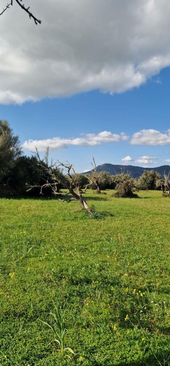 Terre non Aménagée à vendre à Llubi - 215 000 € (Ref: 8825181)