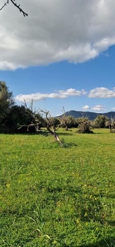Undeveloped Land for sale in Llubí - € 215,000 (Ref: 8825181)