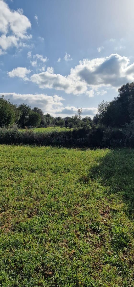 Terre non Aménagée à vendre à Llubi - 215 000 € (Ref: 8825181)