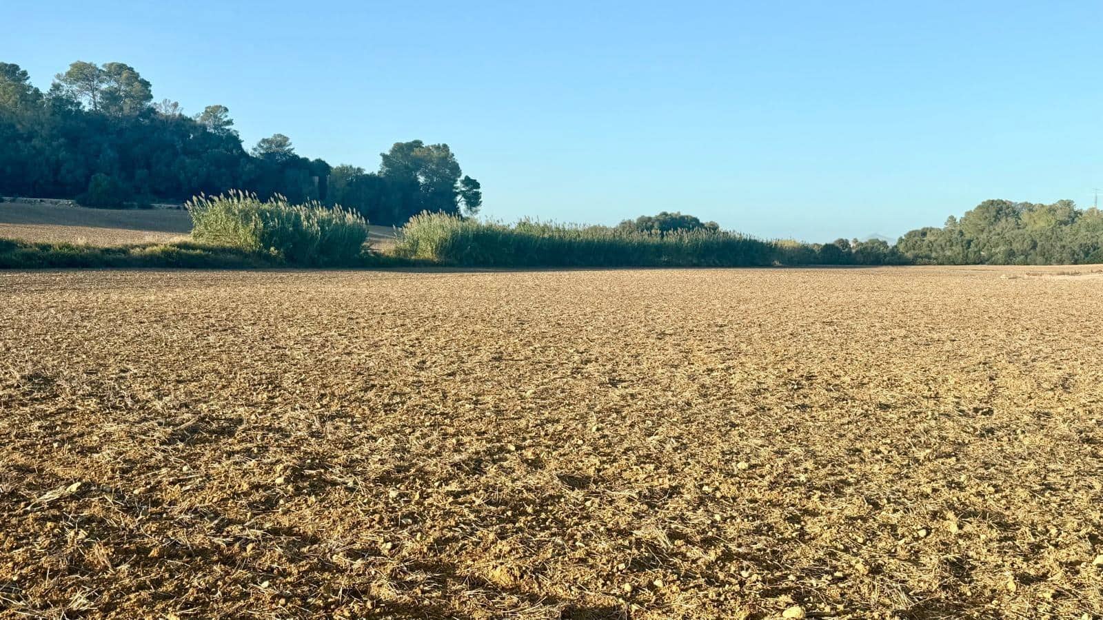 Terreno Não Urbanizado para venda em Maria de la Salud / Maria de la Salut - 230 000 € (Ref: 9312897)