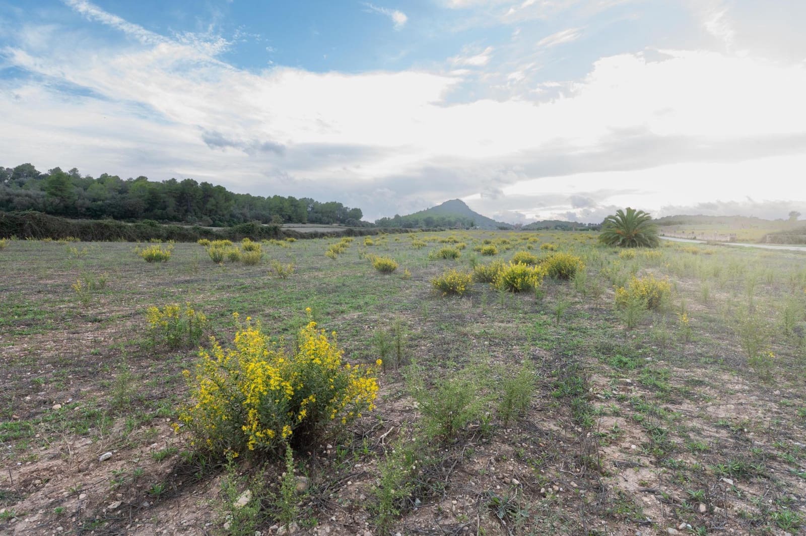 4 makuuhuone Maalaistalo vuokrattavana paikassa Sineu mukana uima-altaan 
autotalli - 2 600 € (Ref: 9349570)