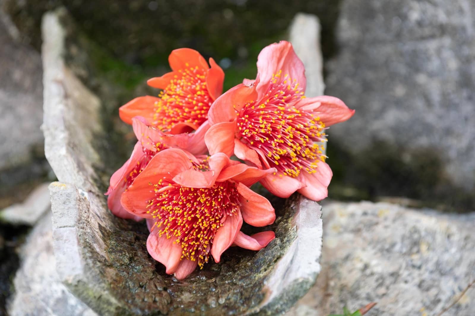 5 camera da letto Finca/Casa di Campagna in vendita in Sineu con garage - 3.150.000 € (Rif: 9393299)