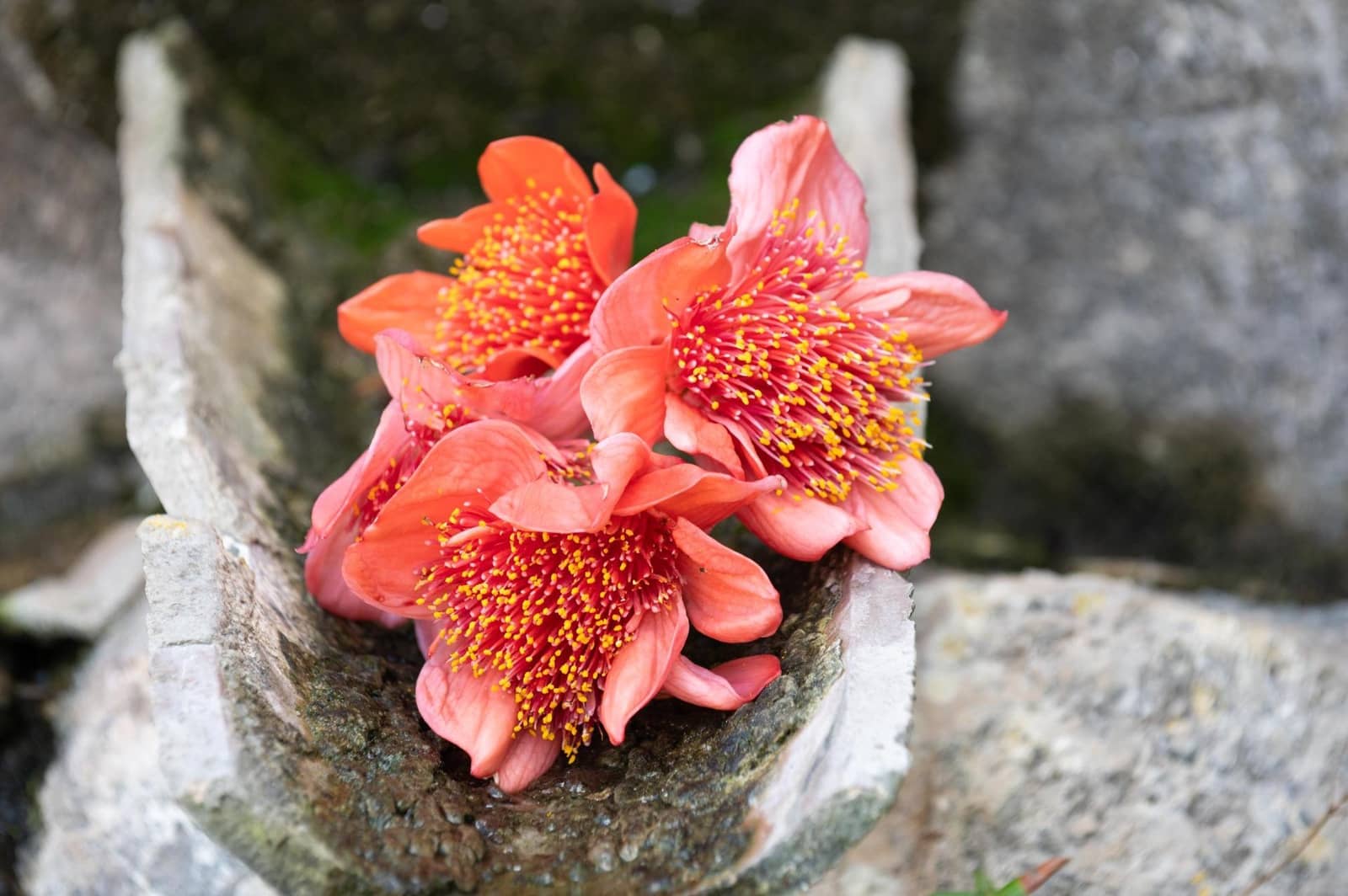 5 bedroom Finca/Country House for sale in Sineu with garage - € 3,150,000 (Ref: 9393299)