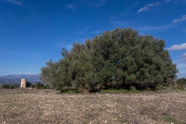 Landgrundstück zu verkaufen in Llubí - 495.000 € (Ref: 9398508)