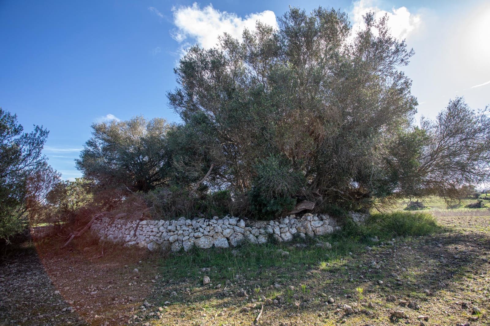 Mark till salu i Llubi - 495 000 € (Ref: 9398508)