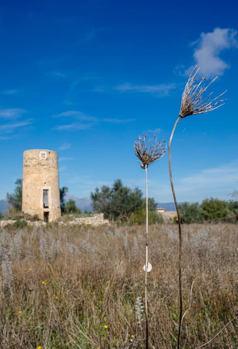 Mark till salu i Llubi - 495 000 € (Ref: 9398508)