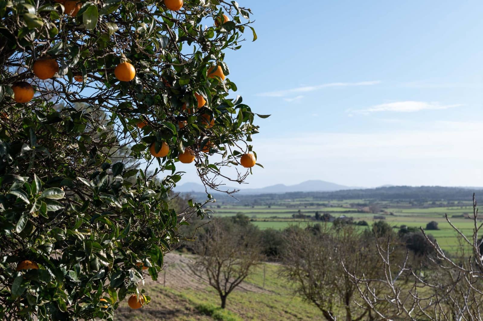 3 slaapkamer Finca/Landhuis te koop in Sineu met garage - € 2.200.000 (Ref: 9615471)