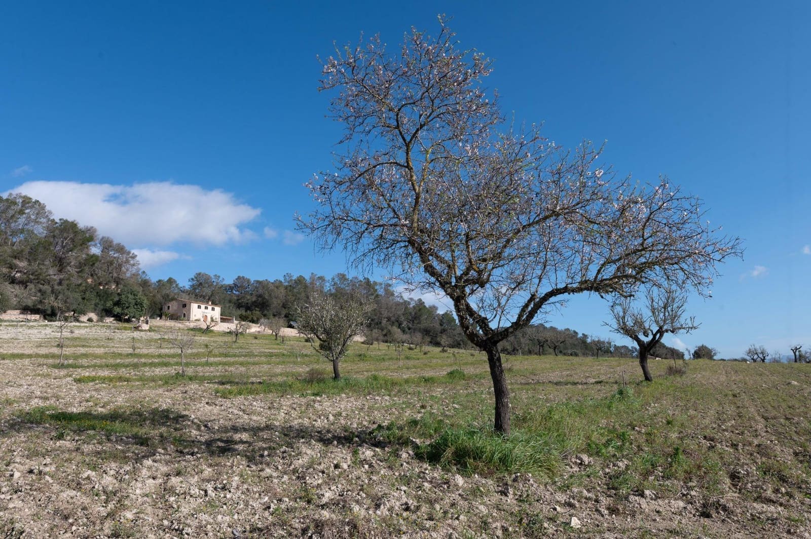 3 slaapkamer Finca/Landhuis te koop in Sineu met garage - € 2.200.000 (Ref: 9615471)