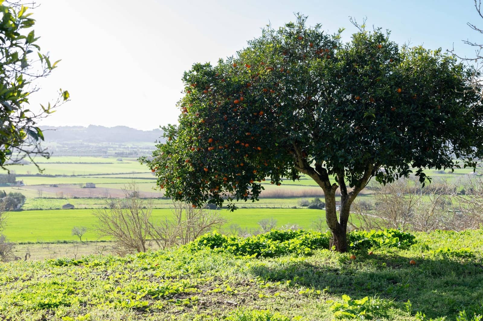 3 bedroom Finca/Country House for sale in Sineu with garage - € 2,200,000 (Ref: 9615471)